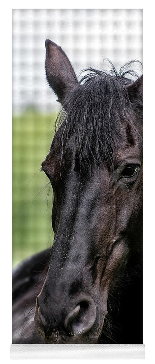 Friesian Horse Yoga Mat featuring the photograph Portrait of a Friesian Horse by Torbjorn Swenelius