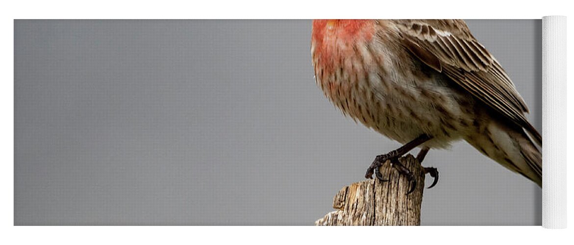 Bird Yoga Mat featuring the photograph Posing Finch by Cathy Kovarik