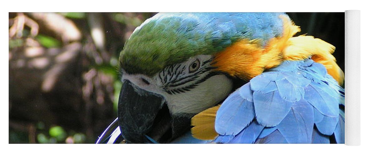 Yoga Mat featuring the photograph Preening Macaw by Heather E Harman