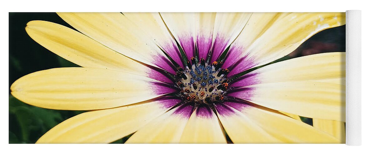Flower Yoga Mat featuring the photograph Pretty Eyed Flower by Dani McEvoy