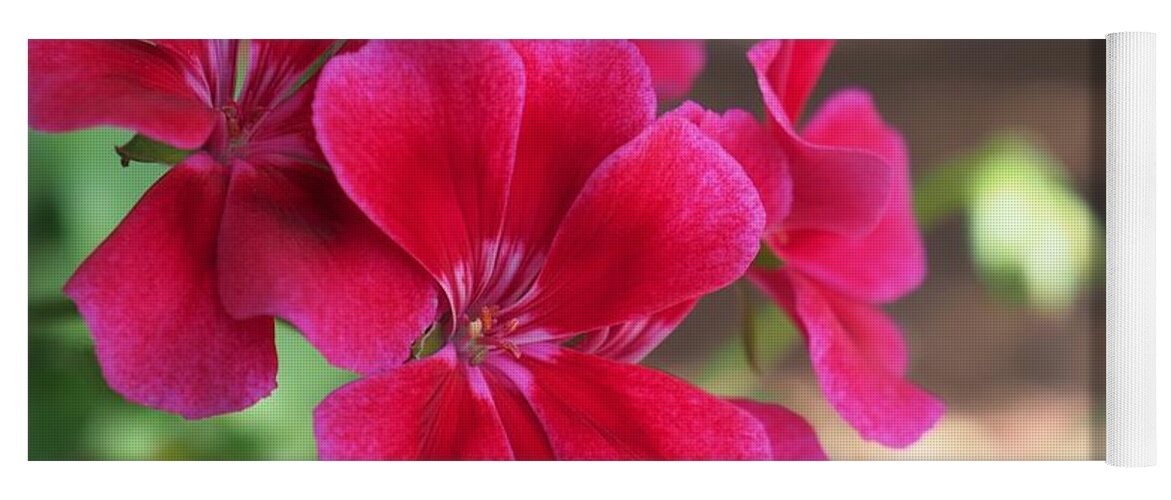 Red Yoga Mat featuring the photograph Pretty Flower 5 by C Winslow Shafer