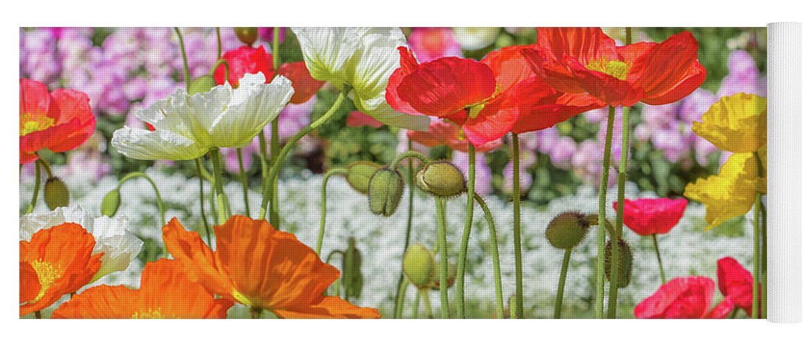 Multi-colored Poppy Flowers Yoga Mat featuring the photograph Pretty Poppies by Az Jackson