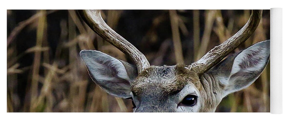 Deer Yoga Mat featuring the photograph Proud Buck by Pam Rendall
