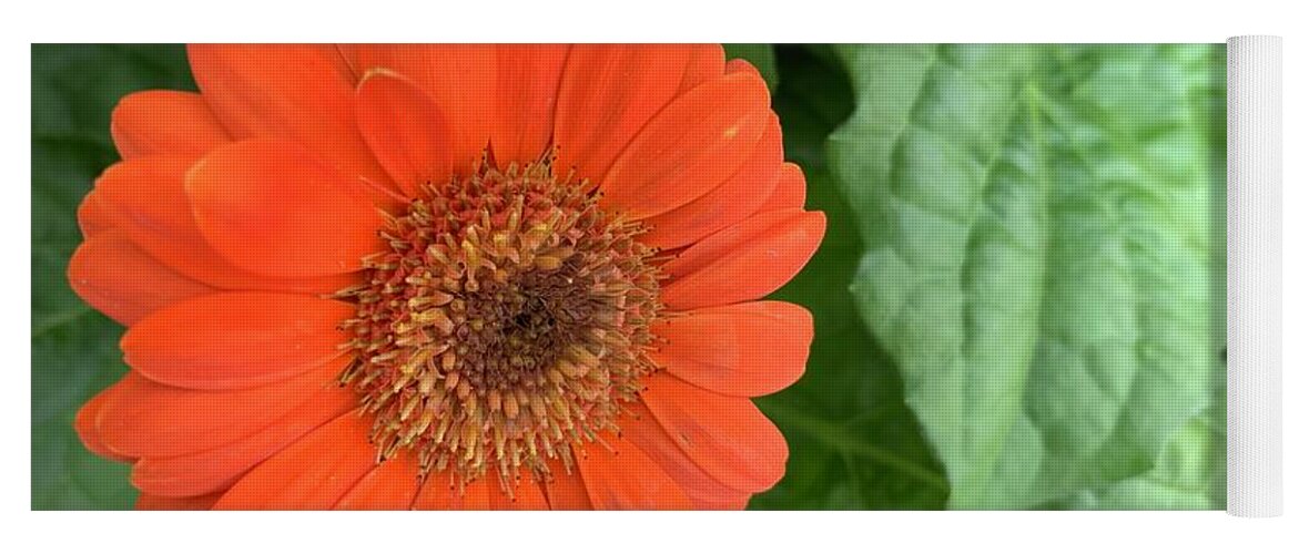 Flowers Yoga Mat featuring the photograph Proud Orange Flower by Catherine Wilson