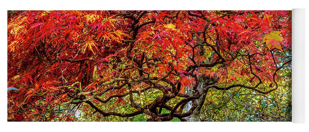 Pt Yoga Mat featuring the photograph PT Defiance Japanese Maple by Rob Green