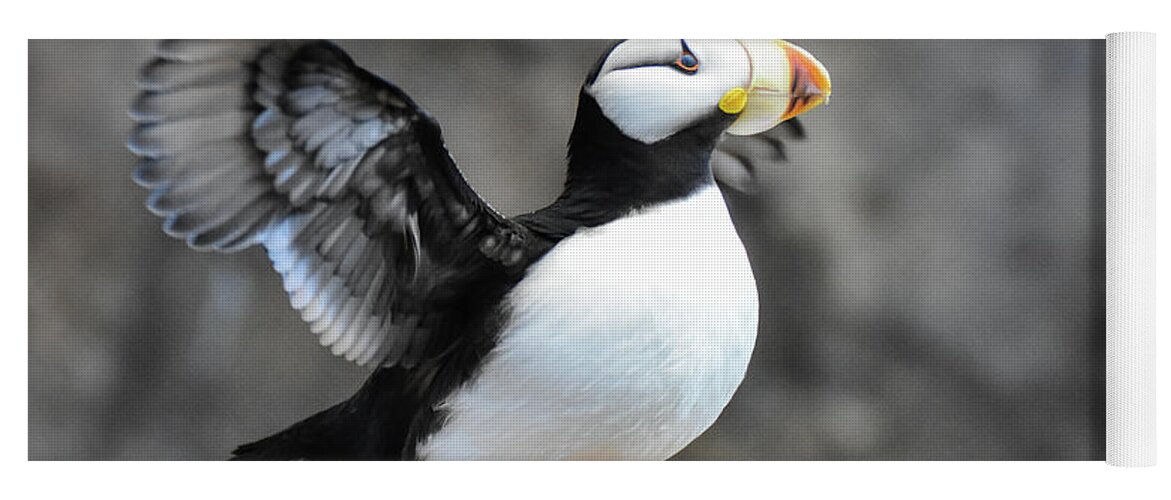 Wildlife Yoga Mat featuring the photograph Puffin prepares for flight by Ed Stokes