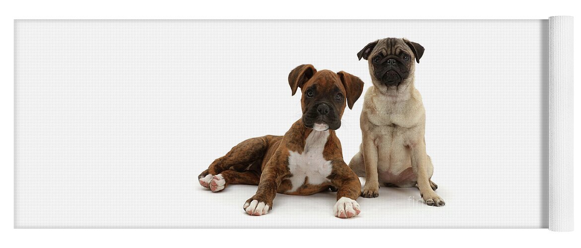 Pug Yoga Mat featuring the photograph Pug puppy sitting with Boxer puppy by Warren Photographic