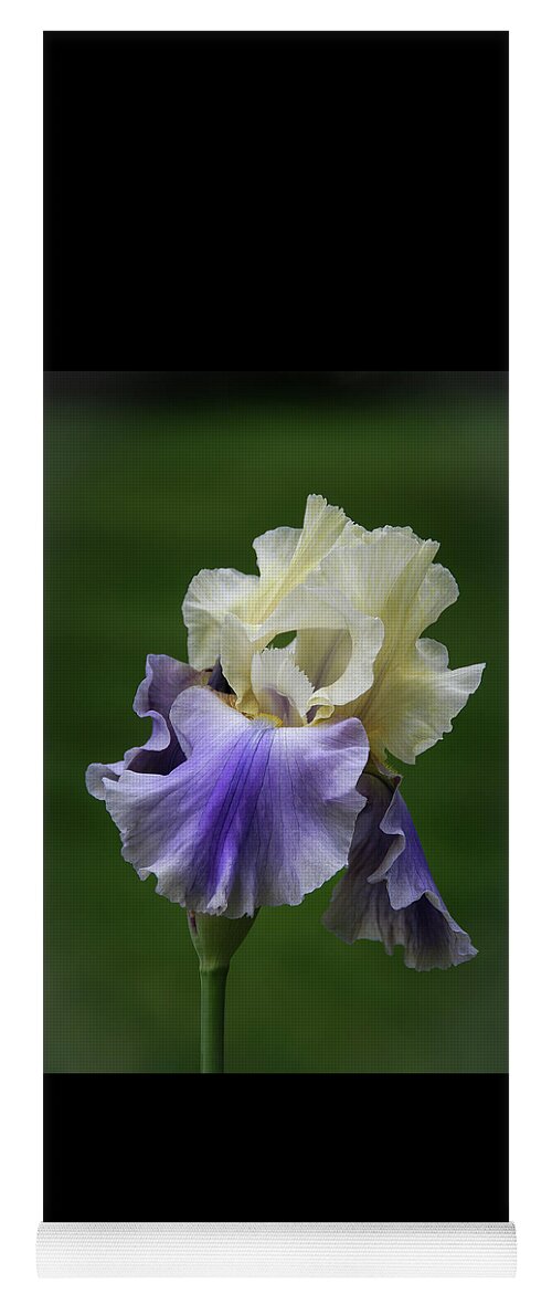 Bearded Yoga Mat featuring the photograph Purple Cream Bearded Iris by Patti Deters