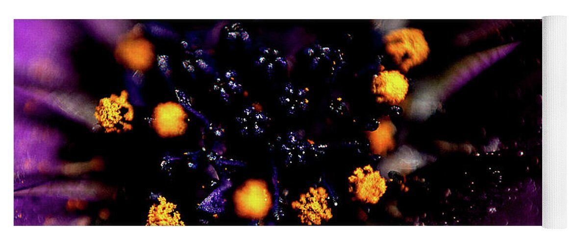 Purple Daisy Yoga Mat featuring the photograph Purple daisy #4 by Al Fio Bonina