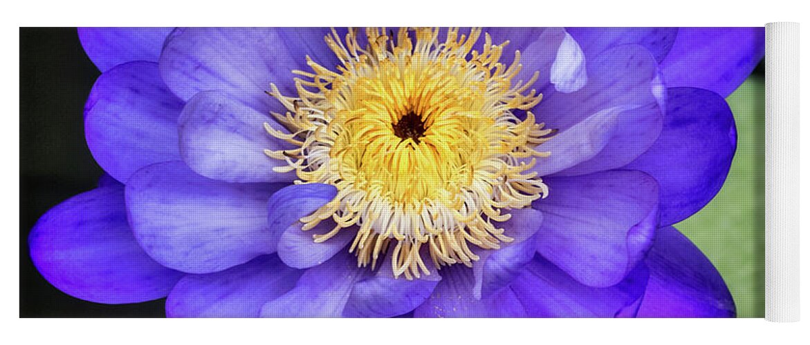 Floral Yoga Mat featuring the photograph Purple for passion. by Usha Peddamatham