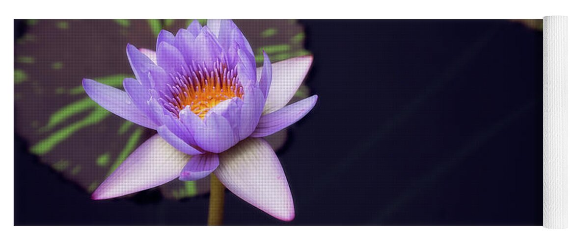 Purple Yoga Mat featuring the photograph Purple lotus by Stacy Abbott
