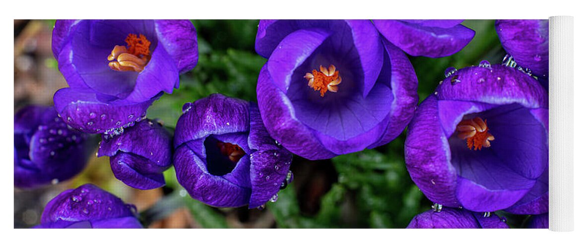 Spring Yoga Mat featuring the photograph Purple Rain by Kevin Suttlehan