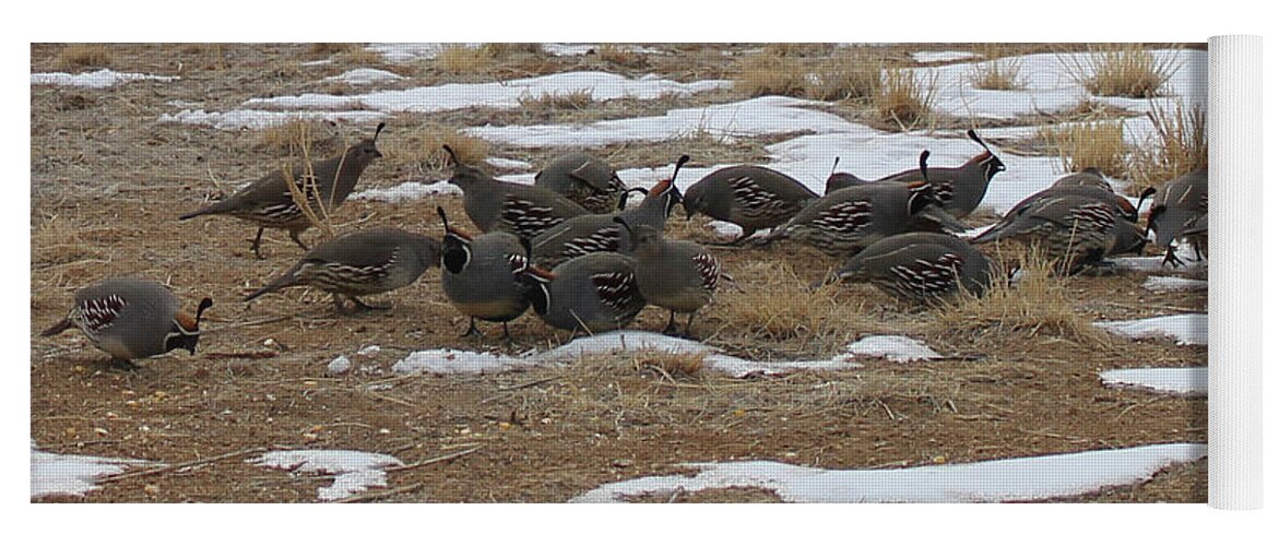 Wildlife Yoga Mat featuring the photograph Quail at Thunder Visions Ranch by Doug Miller