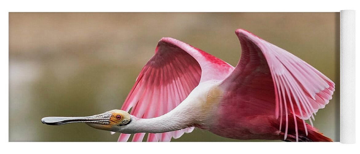 Roseate Spoonbill Yoga Mat featuring the photograph Quest for Nest Material by Puttaswamy Ravishankar