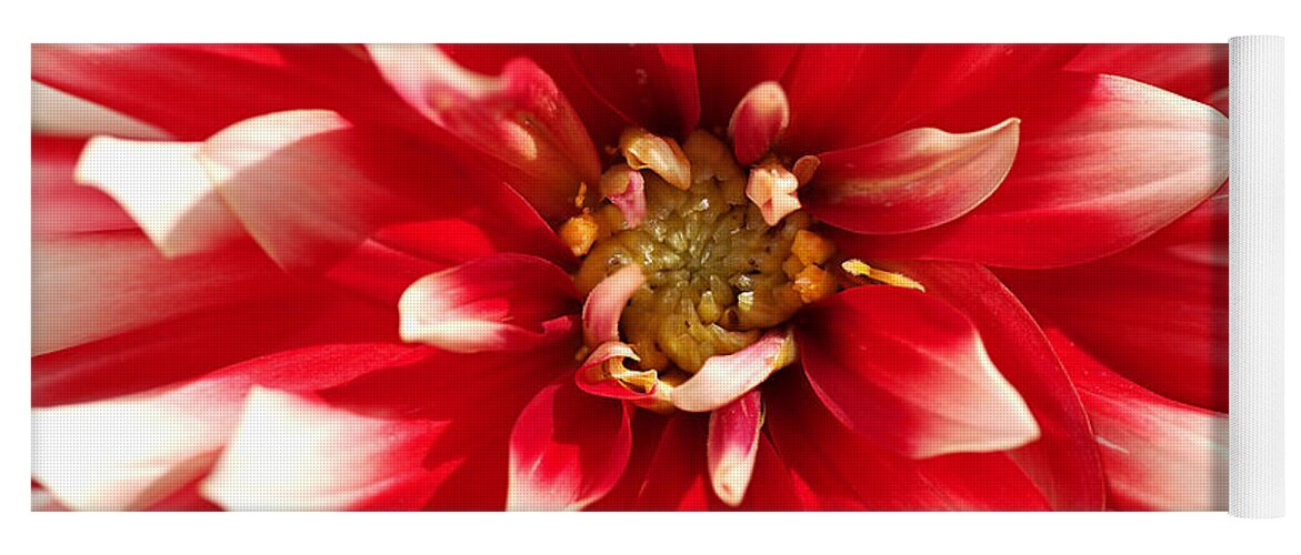 Fire And Ice Yoga Mat featuring the photograph Radiant Dahlia by Joy Watson