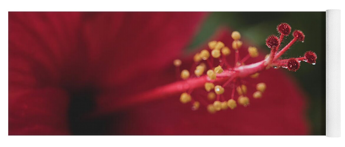 Flowers Yoga Mat featuring the photograph Rain on Red Hibiscus by Adam Johnson