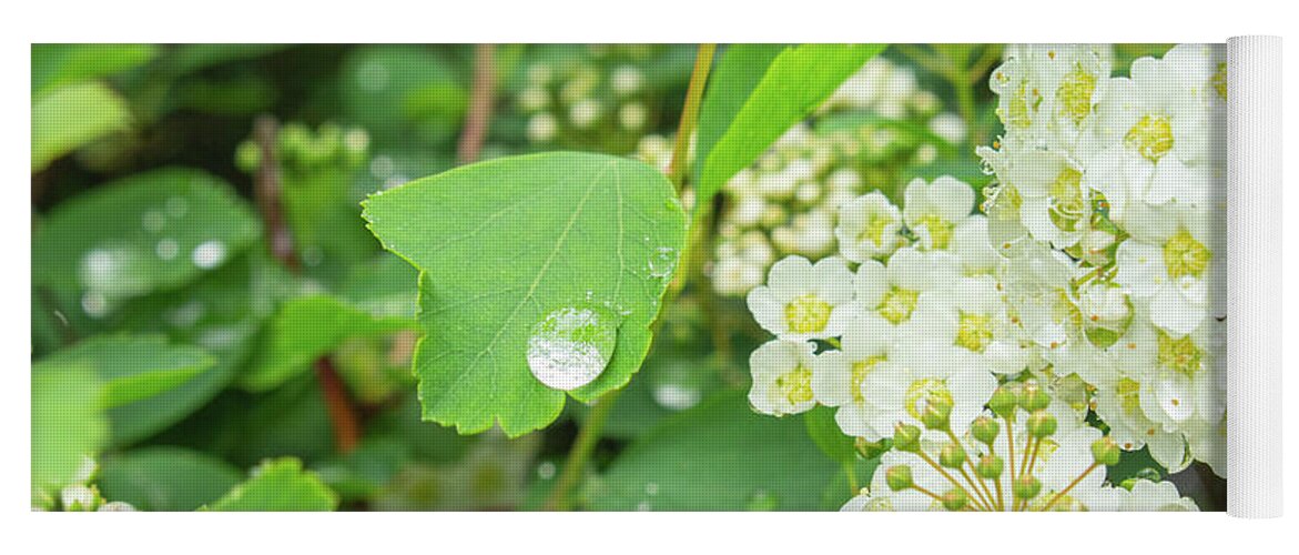 White Yoga Mat featuring the photograph Raindrop in a Bush of White Flowers by Auden Johnson