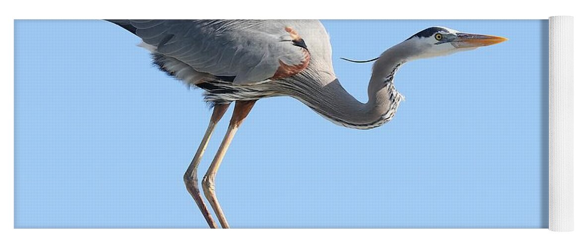 Great Blue Heron Yoga Mat featuring the photograph Ready to Take Off by Mingming Jiang