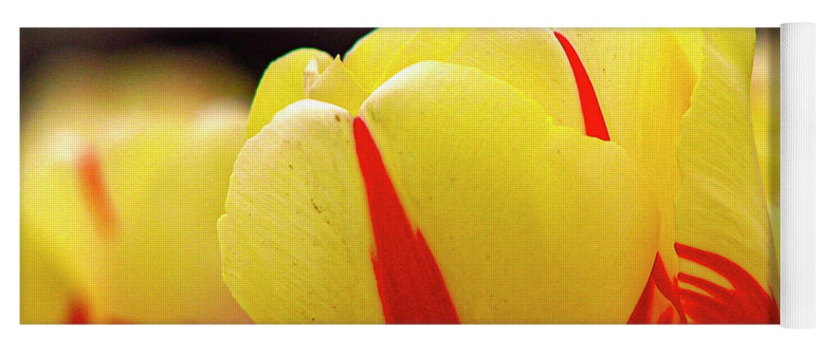 Tulip Yoga Mat featuring the photograph Red and Yellow Tulip by Aydin Gulec