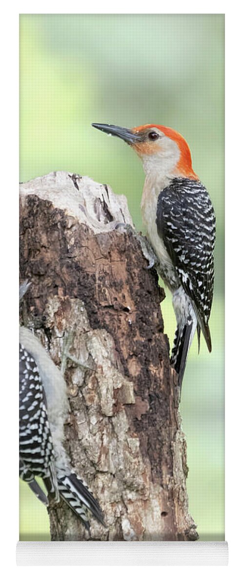 Woodpeckers Yoga Mat featuring the photograph Red bellied Woodpecker by Jim E Johnson