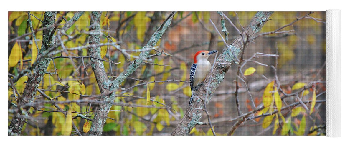 Bird Yoga Mat featuring the photograph Red Bellied Woodpecker on Fall Tree with Lichen by Gaby Ethington
