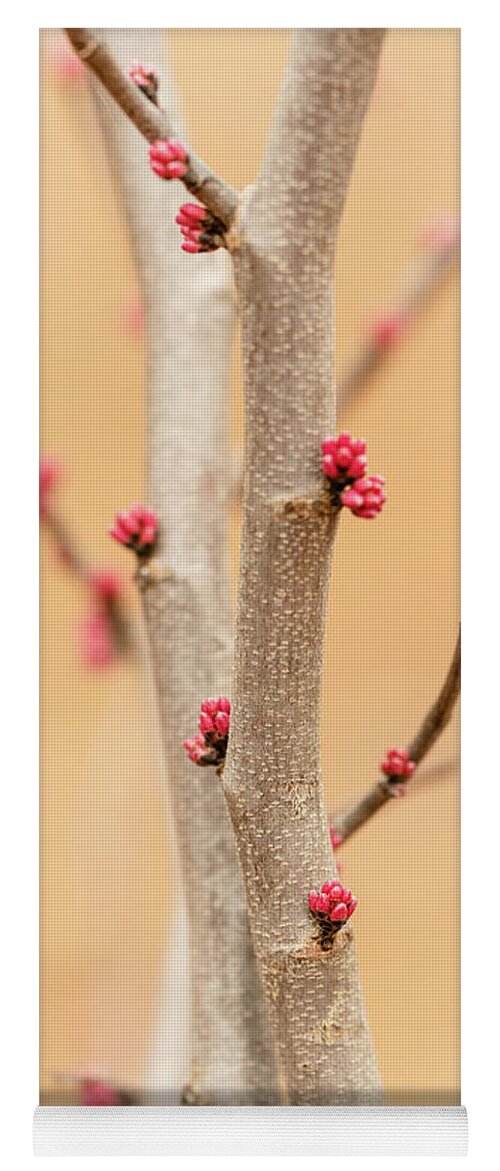 Eastern Red Bud Tree Yoga Mat featuring the photograph Red Bud Buds 3 by Joni Eskridge