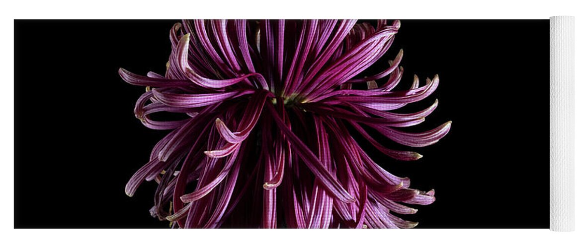 Chrysanthemum Yoga Mat featuring the photograph Red Chrysanthemum Flower, Series 2, Part 2, Image 05 by Nailia Schwarz