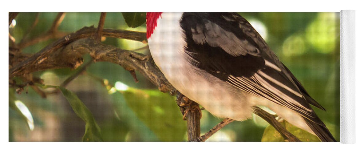 Birds Yoga Mat featuring the photograph Red cowled Cardinal - Paroaria dominicana by Felipe Moreira De Melo