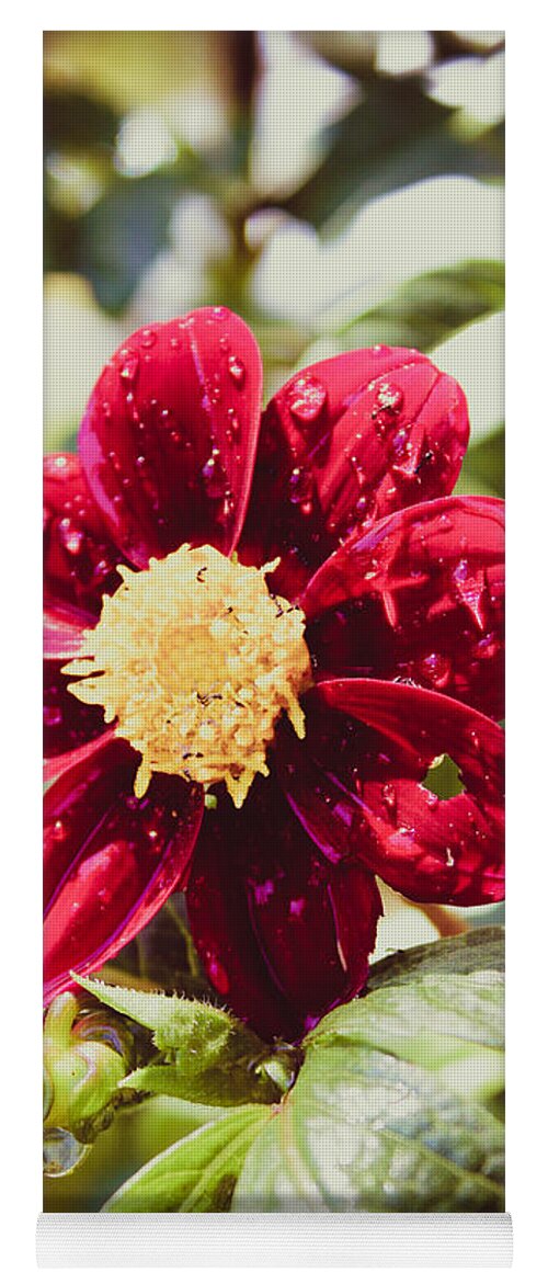 Dahlia Yoga Mat featuring the photograph Red Dahlia in the Sun by W Craig Photography