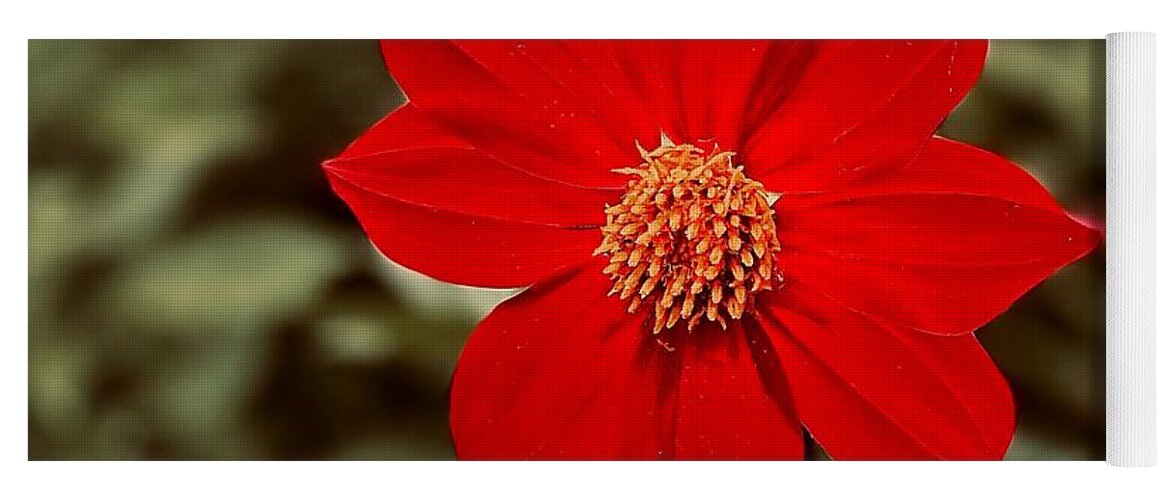 Red Yoga Mat featuring the photograph Red Dahlia by Jerry Abbott