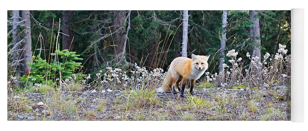 Forest Yoga Mat featuring the photograph Red Fox by Bill TALICH
