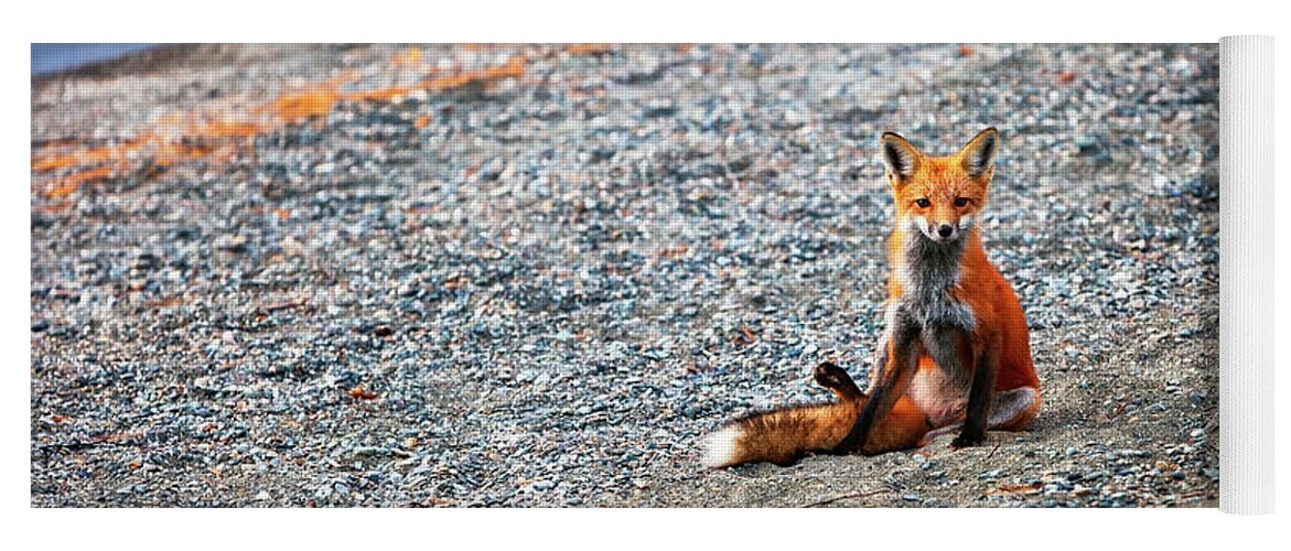 Fox Yoga Mat featuring the photograph Red Fox 4854 by Greg Hartford