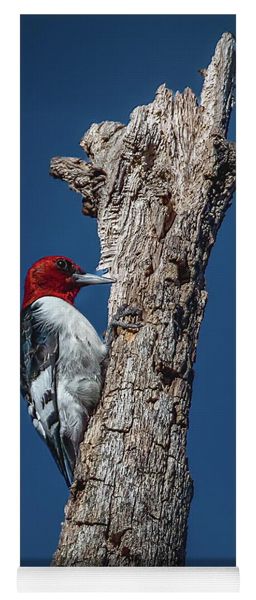 Animal Yoga Mat featuring the photograph Red Headed Woodpecker by Brian Shoemaker