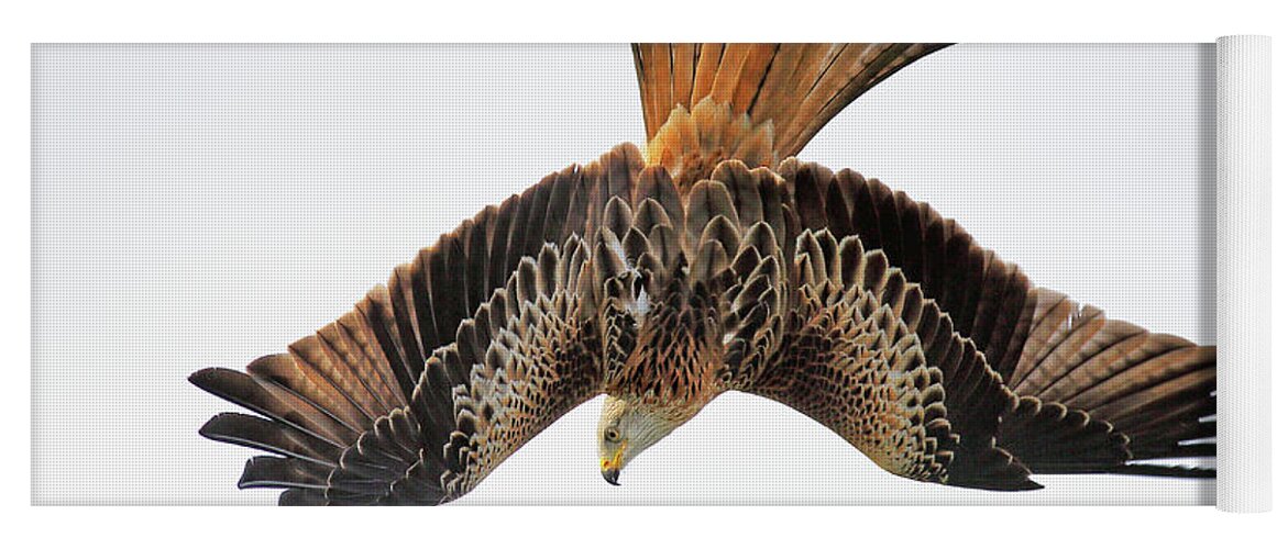 Red Kite Yoga Mat featuring the photograph Red Kite bird of prey in flight by Grant Glendinning