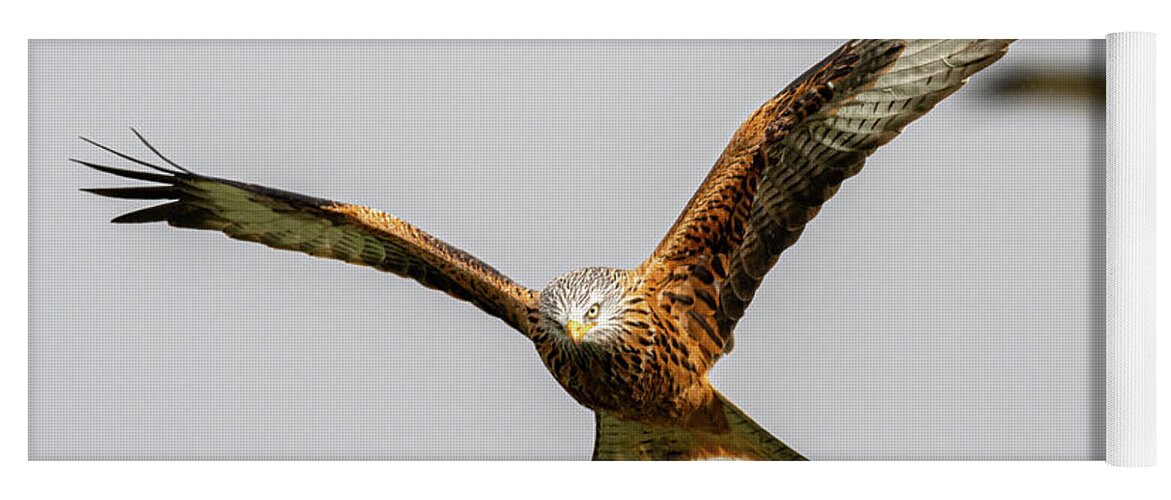 Red Kite Yoga Mat featuring the photograph Red kite eye contact by Mark Hunter
