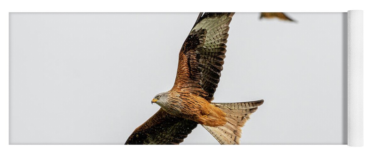 Red Kite Yoga Mat featuring the photograph Red Kite turning by Mark Hunter
