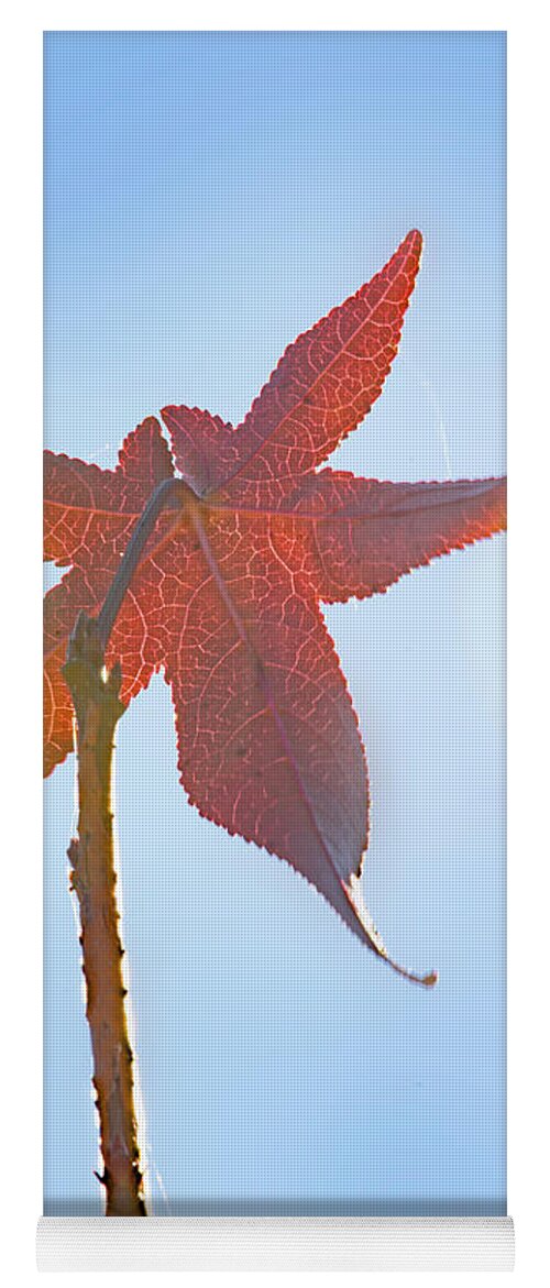 Leaf Yoga Mat featuring the photograph Red Leaf And Sky by Phil And Karen Rispin