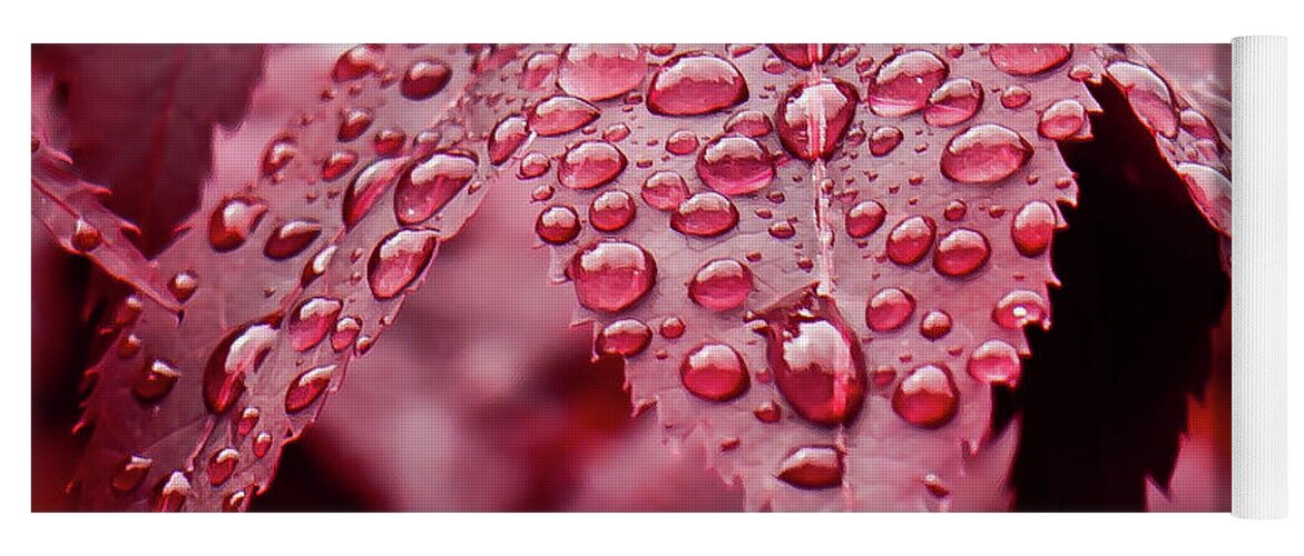 Red Yoga Mat featuring the photograph Red Leaf with Raindrops - Ketchikan, Alaska by David Morehead
