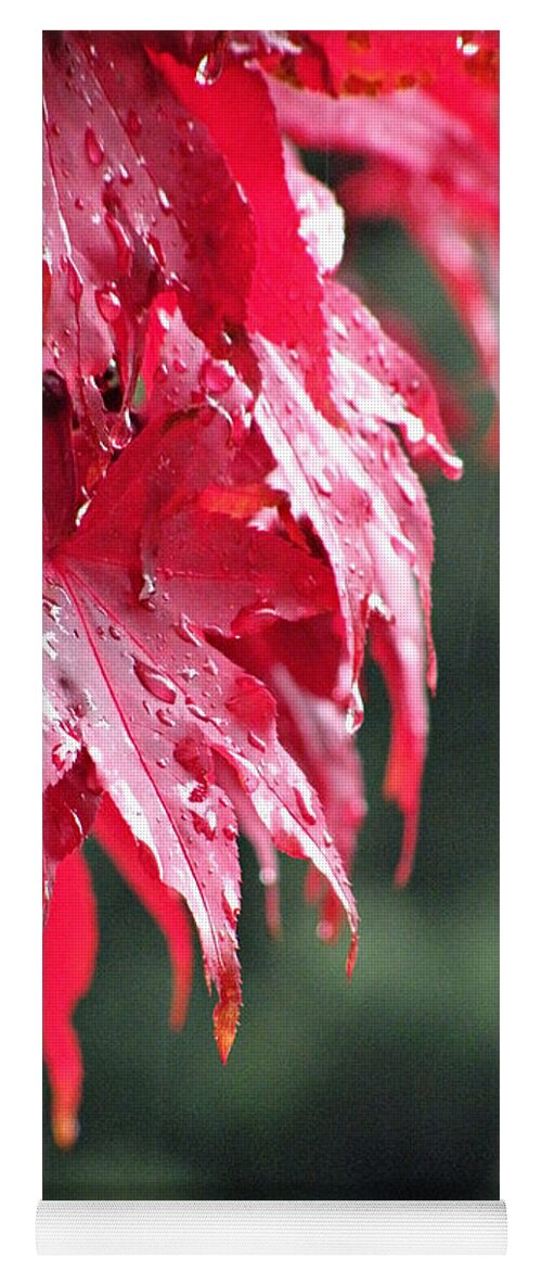 Leaves Yoga Mat featuring the photograph Red Maple by Micki Findlay