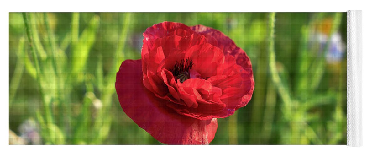 Poppy Yoga Mat featuring the photograph Red poppy and green summer meadow by Adriana Mueller