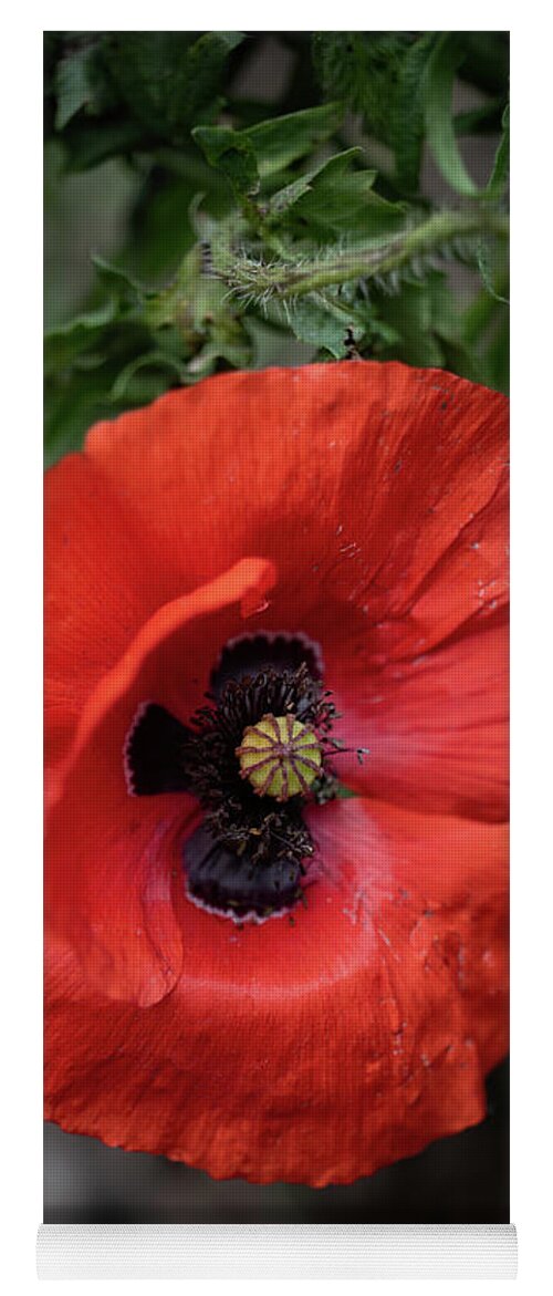 Poppy Yoga Mat featuring the photograph Red Poppy Flower by Artur Bogacki
