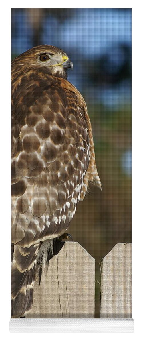  Yoga Mat featuring the photograph Red-Shouldered Hawk by Heather E Harman