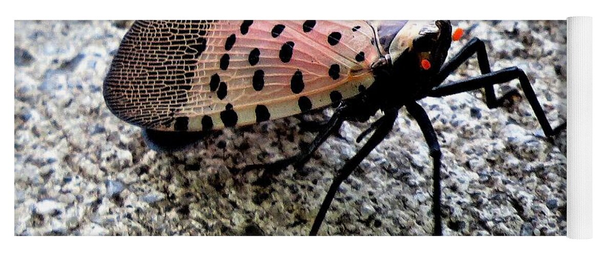 Insects Yoga Mat featuring the photograph Red Spotted Lanternfly Closeup by Linda Stern