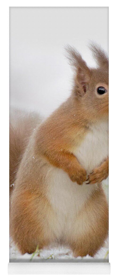 Red Squirrel Yoga Mat featuring the photograph Red Squirrel in Snow by Gavin MacRae