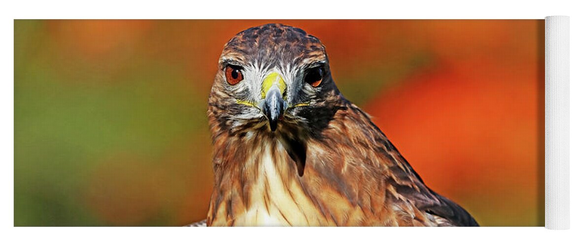 Red Tailed Hawk Yoga Mat featuring the photograph Red Tailed Hawk Stare by Debbie Oppermann