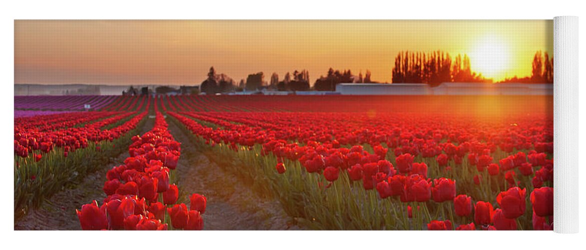Tulips Yoga Mat featuring the photograph Red Tulip Sunset by Michael Rauwolf