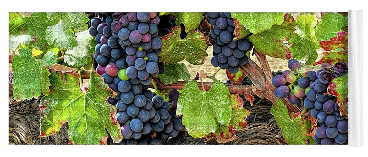 Grapes Yoga Mat featuring the photograph Red Wine Grapes on the Vine Original by Barbara Snyder