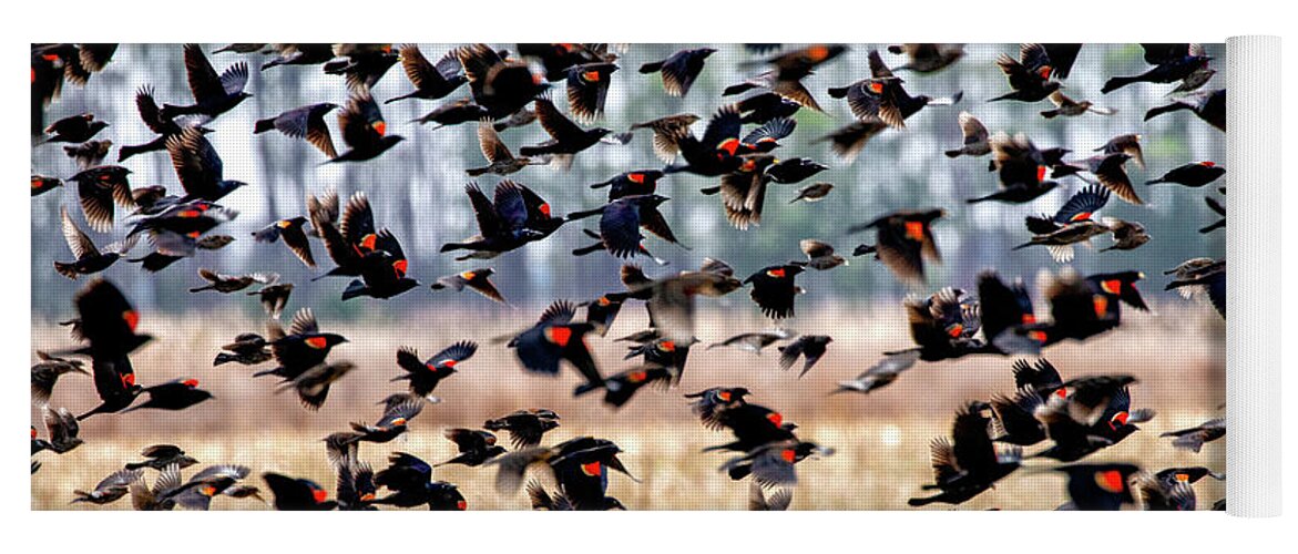 Nature Yoga Mat featuring the photograph Red-winged Rush Hour by C Renee Martin