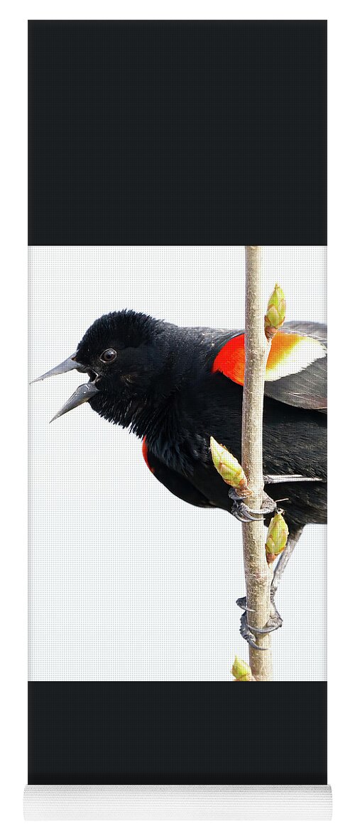 Blackbird Yoga Mat featuring the photograph Redwinged Blackbird and Buds by Flinn Hackett