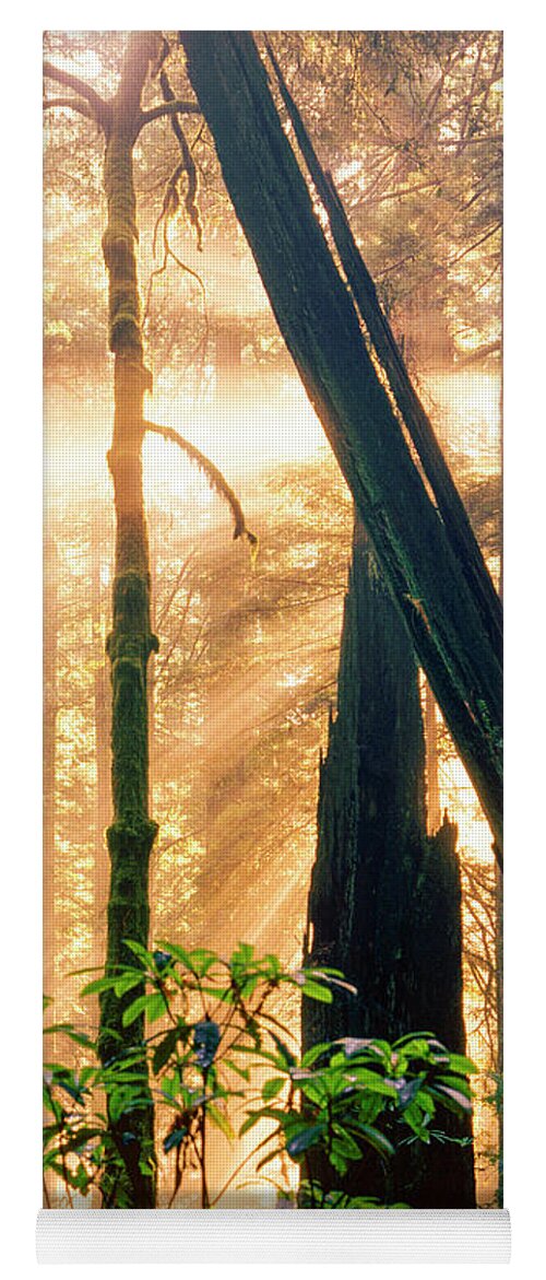 Redwood Forest Yoga Mat featuring the photograph Redwood Forest Morning Light by Craig Brewer